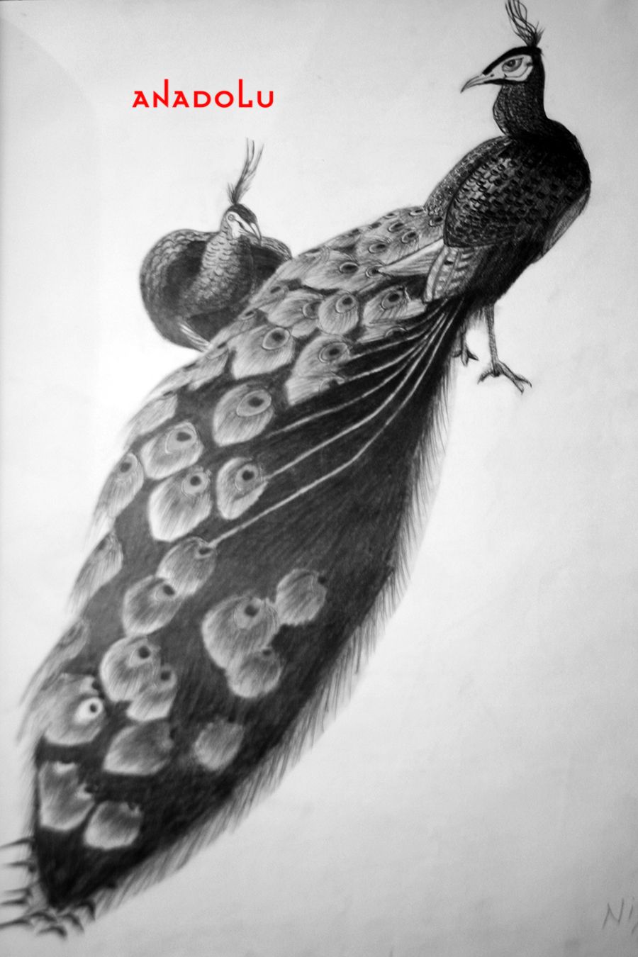 Tavuskuşu Çizimleri Çanakkalede
